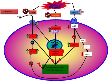 Does Tianeptine Acid release dopamine Does Tianeptine Acid release dopamine