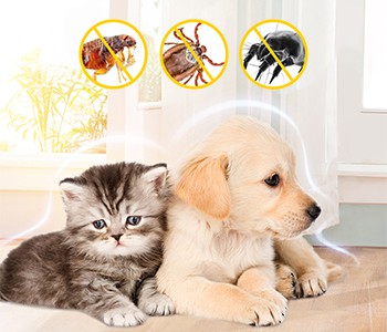 Como desparasitar animais de estimação no verão?