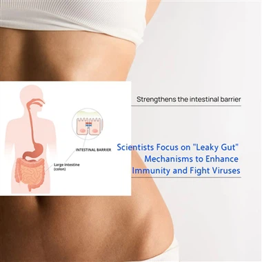 Cientistas se concentram em mecanismos de intestino permeável para aumentar a...