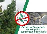 Os compostos naturais podem oferecer esperança para prevenção futura de infec...
