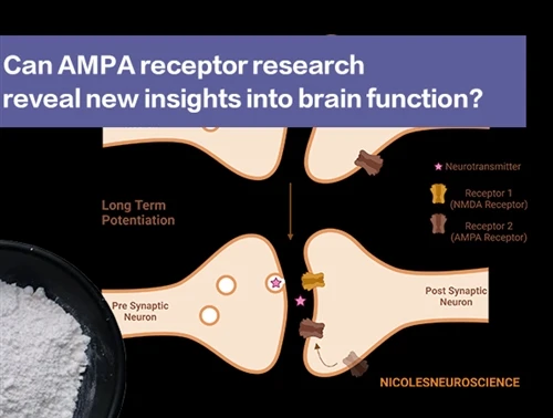 A pesquisa do receptor AMPA pode revelar novos insights sobre a função cerebral
