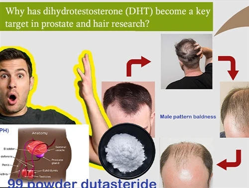 Por que o DHT se tornou um alvo importante na pesquisa da próstata e do cabelo