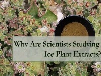 Por que os cientistas estão estudando extratos de plantas de gelo